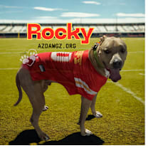 adopt-pet