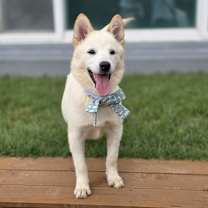 adopt-pet