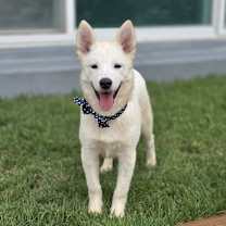adopt-pet