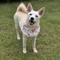 adopt-pet