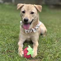 adopt-pet