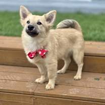 adopt-pet