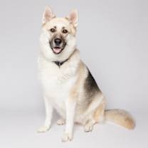 Thumbnail photo of Ivy #3