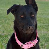 Thumbnail photo of Pecan/ Onyx #1