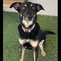 adopt-pet
