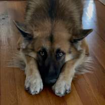 Thumbnail photo of Milo #1