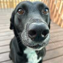 Thumbnail photo of Rosie #3