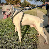 Thumbnail photo of Bruiser #4