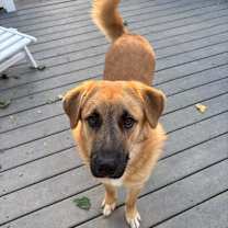 Thumbnail photo of Gibson #1