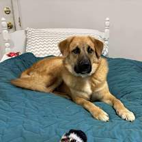 Thumbnail photo of Gibson #2