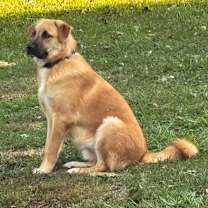 Thumbnail photo of Gibson #4