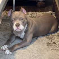 Thumbnail photo of Papi Pratt #1