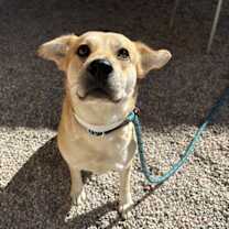 adopt-pet