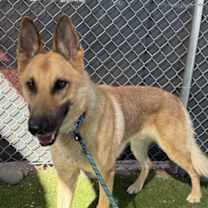 adopt-pet