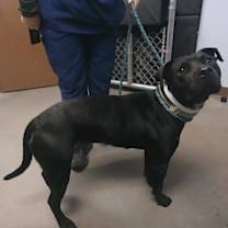 adopt-pet