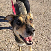 adopt-pet
