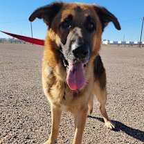 adopt-pet