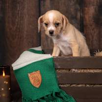 Thumbnail photo of Salazar #1