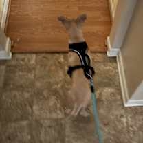 Thumbnail photo of Lola #2