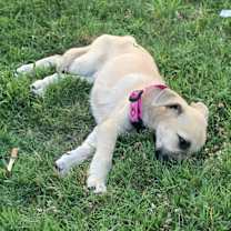 Thumbnail photo of Lola #1