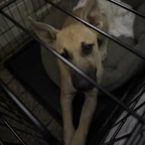 Thumbnail photo of Lola #3