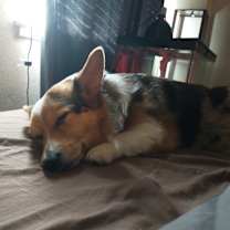 Thumbnail photo of Rozzy #3