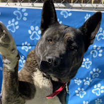 Thumbnail photo of NOMI #3