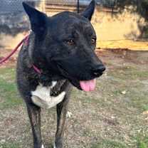 Thumbnail photo of NOMI #4