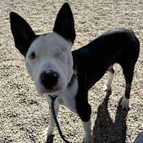 adopt-pet