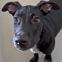 Thumbnail photo of Tilly #3