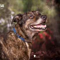 Thumbnail photo of Dusty #3