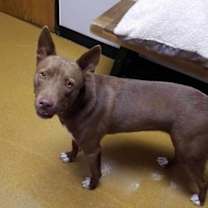 Thumbnail photo of Kenzie (Obedience Trained) #2