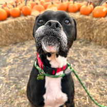 Thumbnail photo of Gouda #1