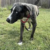 Thumbnail photo of Bronco #2