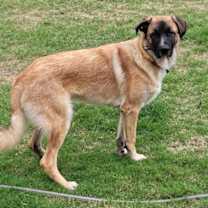 Thumbnail photo of Milo #3