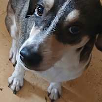 Thumbnail photo of Mindy #1