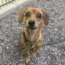 adopt-pet