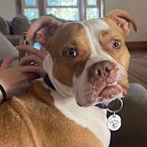 Thumbnail photo of Bindi #1