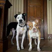 Thumbnail photo of Bindi #3