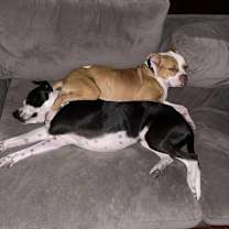 Thumbnail photo of Bindi #4