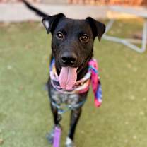 Thumbnail photo of Martin the Warrior #3