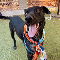 Thumbnail photo of Martin the Warrior #4