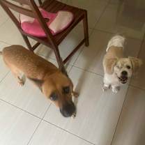 Thumbnail photo of Alastor #4