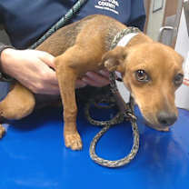 adopt-pet