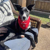 Thumbnail photo of Korat #3