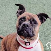 adopt-pet