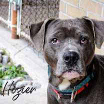 adopt-pet