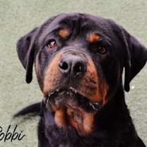 adopt-pet