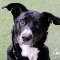 adopt-pet