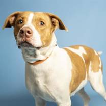adopt-pet